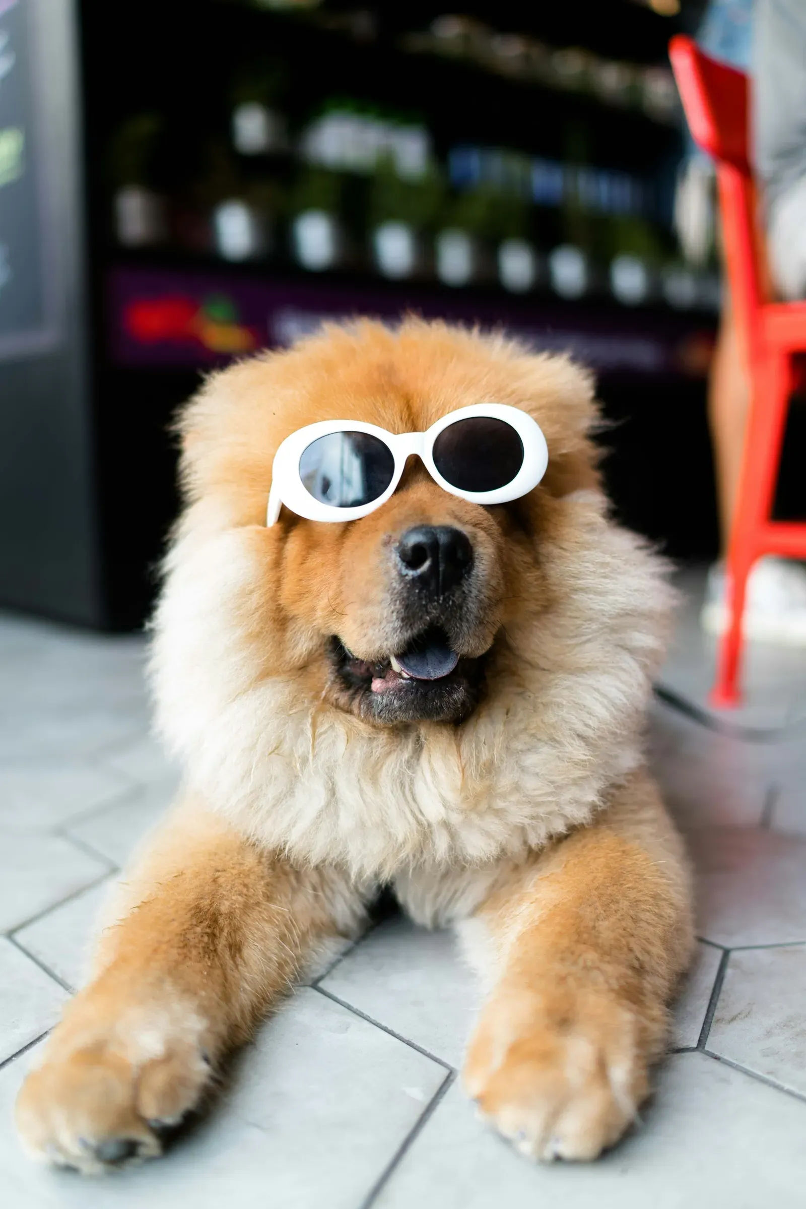 A fluffy golden dog wearing a pair of rainbow sunglasses