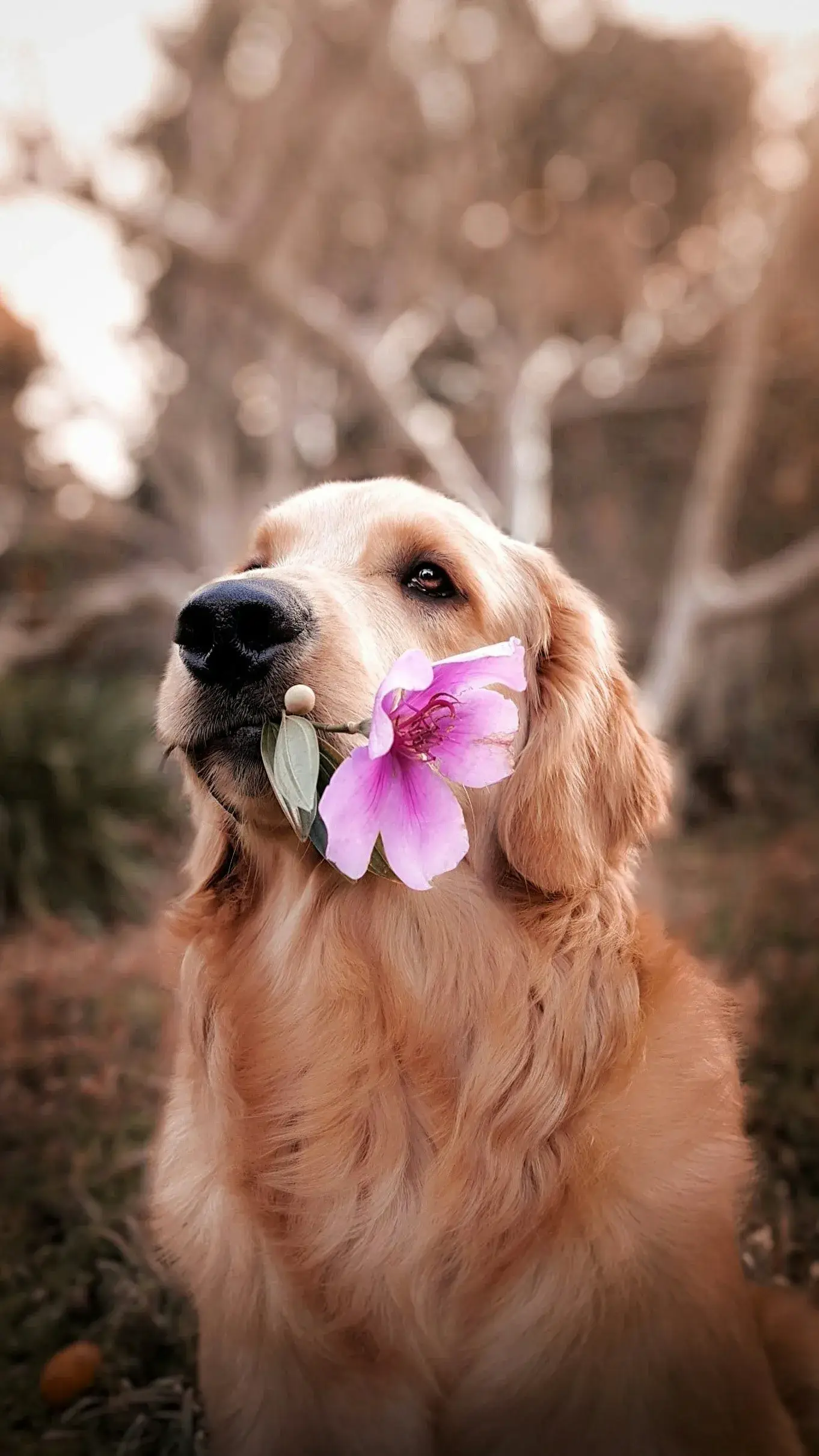 Golden retriever with serene expression after grooming
