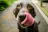 Koda the chocolate Labrador puppy with his tongue out