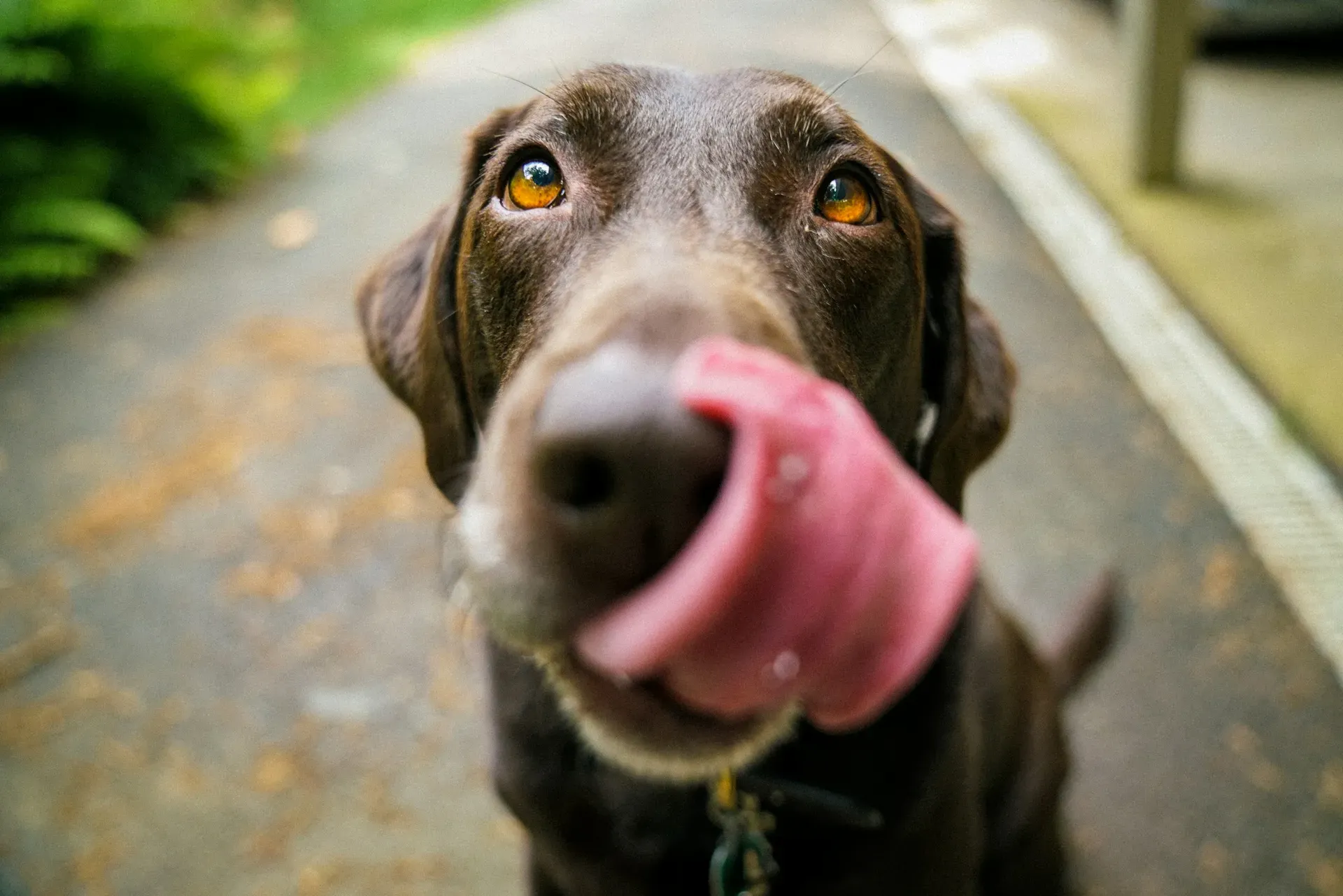A chocolate Labrador puppy with its tongue out