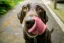 Koda the chocolate Labrador puppy with his tongue out