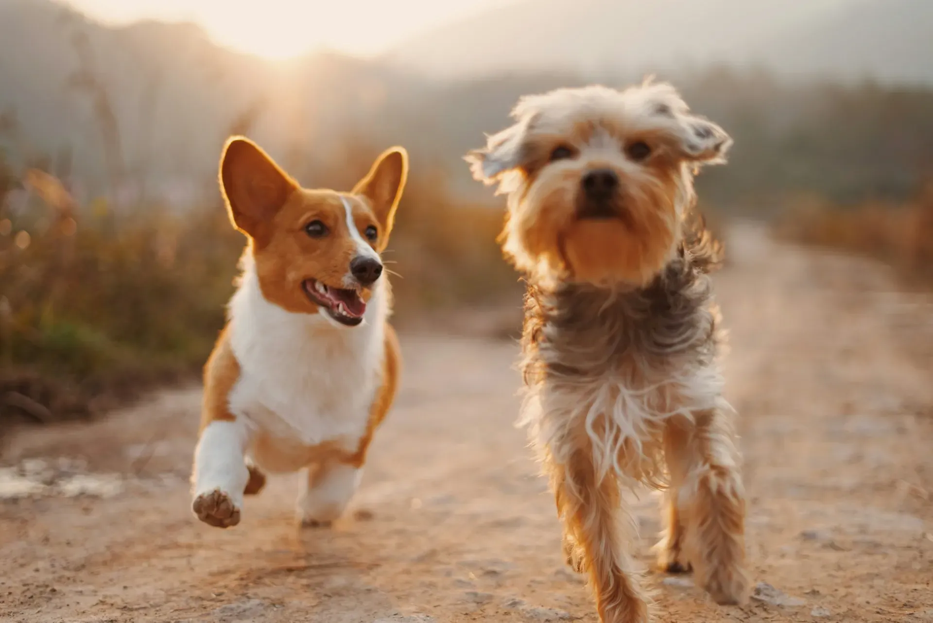 A Yorkshire terrier and a corgi running together along a path
