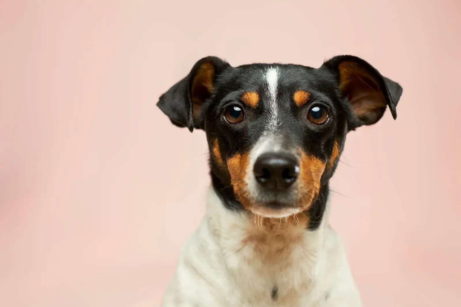 Clean, calm dog portrait after professional grooming