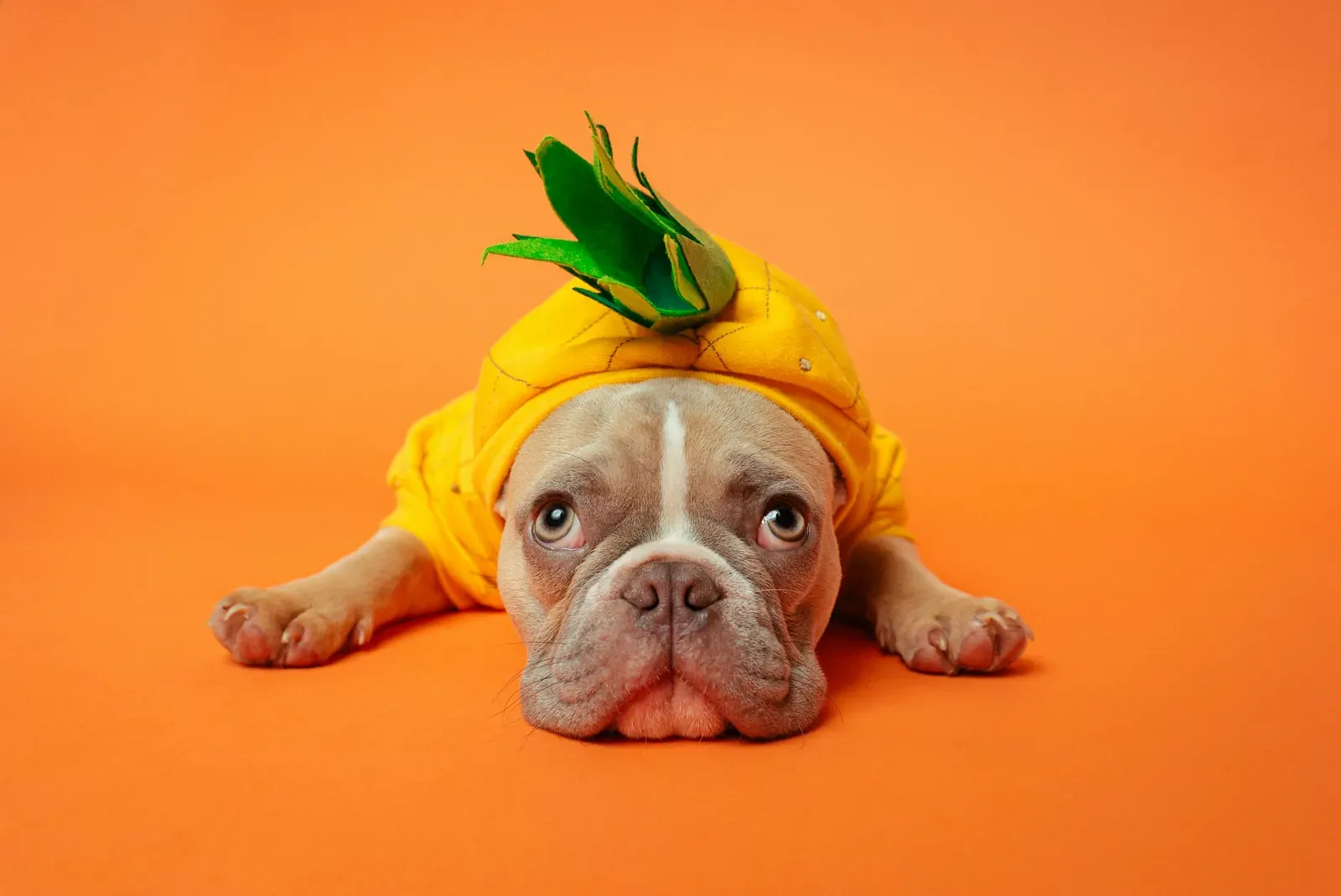 A fawn French bulldog wearing a pineapple costume