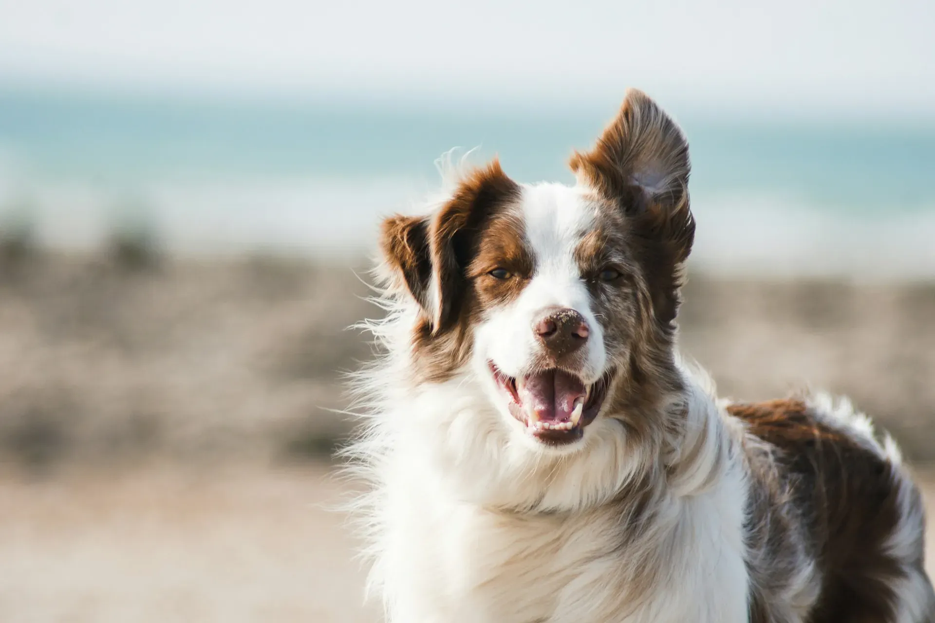 An Australian shepherd standing on the sand during a beach outing
